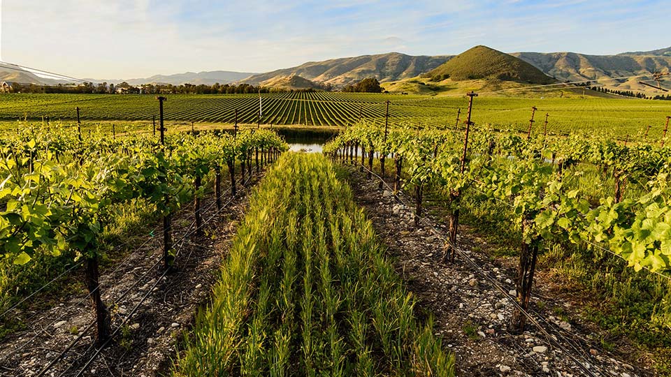 Sustainable Wine Tasting on San Luis Obispo Coast SLO Coast Wine SLO